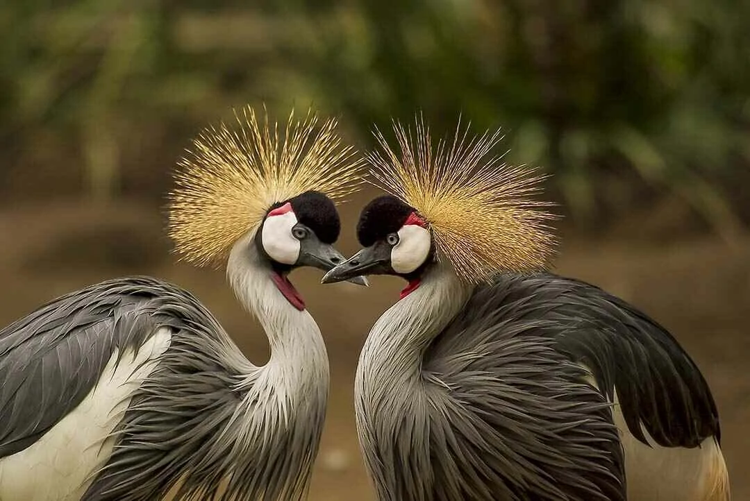 Grey Crested Crwon